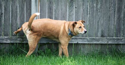 Dog Not Peeing? Discover Common Causes And Helpful ...